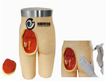 高級臀部肌肉注射與解剖結構模型