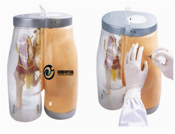 高級臀部肌肉注射及透明對比模型