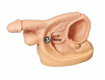 男性內(nèi)外生殖器及導(dǎo)尿模塊