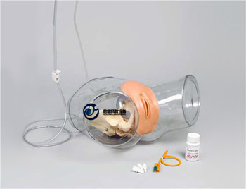 透明女性導尿模型