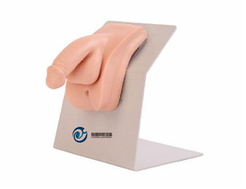 高級著裝式男性導尿模型