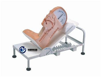 吞咽機(jī)制模型