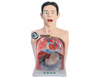 高級透明洗胃模型