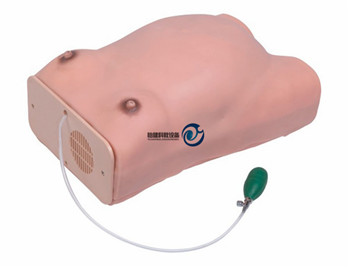 高級孕婦檢查模型