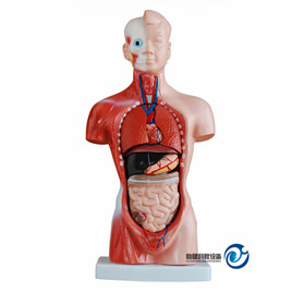 人體軀干模型26CM(15件)