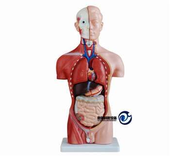 男性軀干模型42CM(13件)