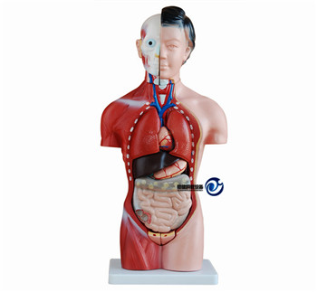 女性軀干模型42CM(15件)