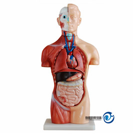 無性軀干模型42CM(18件)