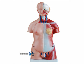 兩性互換軀干模型45CM(23件)