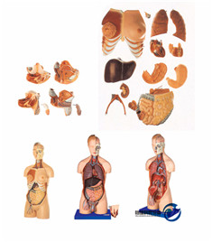 男性、女性外兩性互換人體頭頸軀干模型