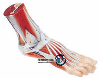 足底解剖訓練模型