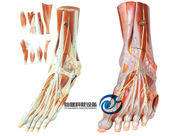 足肌附主要血管神經模型