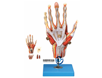 手肌附主要血管神經模型