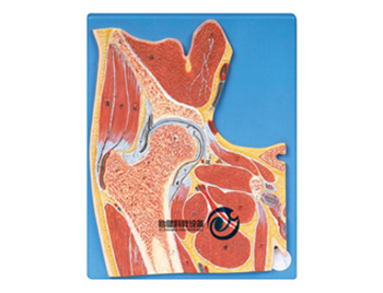 髖關節剖面模型