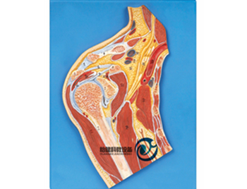 肩關節剖面模型