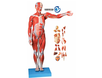 人體全身肌肉附內臟模型(自然大)
