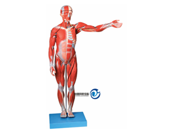 人體全身肌肉解剖模型(縮小模型)