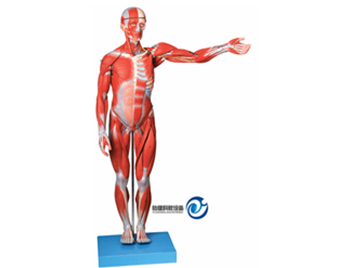 人體全身肌肉解剖模型(自然大)