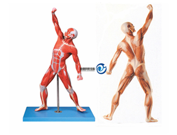 人體全身肌肉運動模型