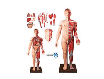 人體全身層次肌肉附內臟模型