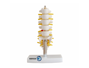 小型腰椎帶尾椎骨模型