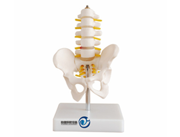 小型骨盆帶五節腰椎模型