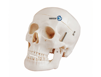 新型自然大頭骨模型