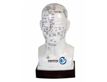 自然大頭針灸模型