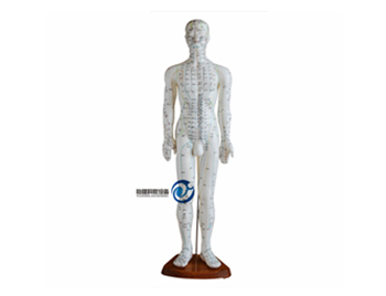 人體針灸模型60CM