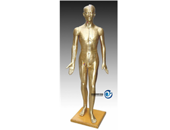 針灸銅人模型