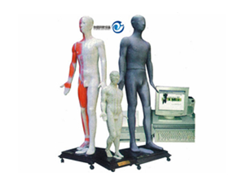 按摩點穴電子人體模型