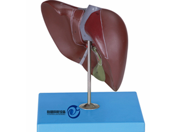 肝臟模型
