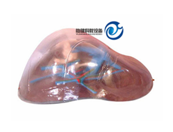 透明肝臟模型