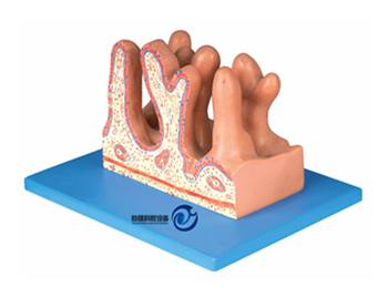 空腸內面放大模型