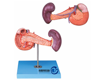 胰、十二指腸和脾模型