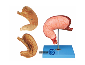 胃及剖面模型