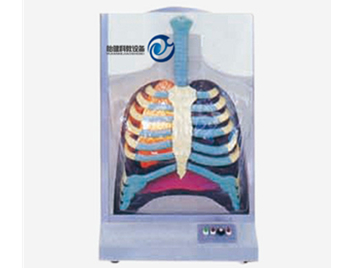 電動人體呼吸系統模型