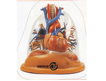 心臟與透明肺、氣管、支氣管樹模型
