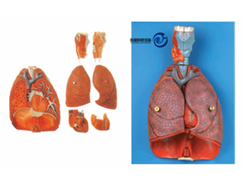 喉、心、肺模型