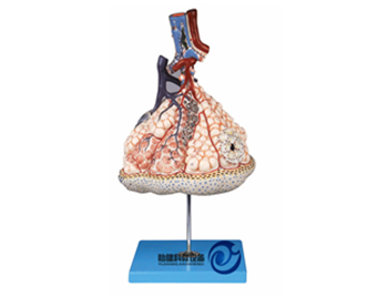 肺小葉放大模型