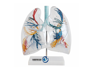 透明肺段模型