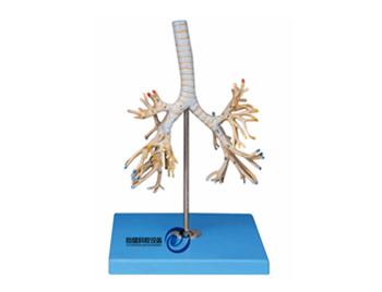 支氣管樹模型