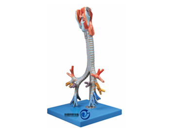 喉與氣管、支氣管樹模型