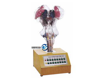 語音提示電動腦干模型