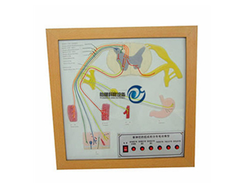 脊神經(jīng)的組成和分布電動模型