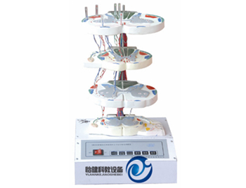 脊髓內(nèi)部結(jié)構(gòu)和上下行纖維電動模型