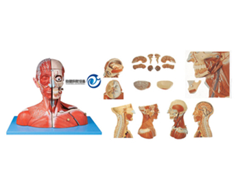 頭頸部血管神經附腦模型