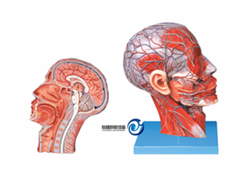 頭部正中矢狀切面附血管神經(jīng)模型