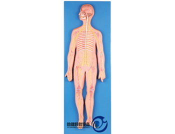 神經(jīng)系統(tǒng)模型