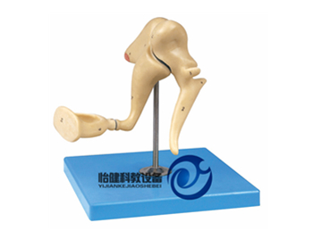 聽小骨放大模型